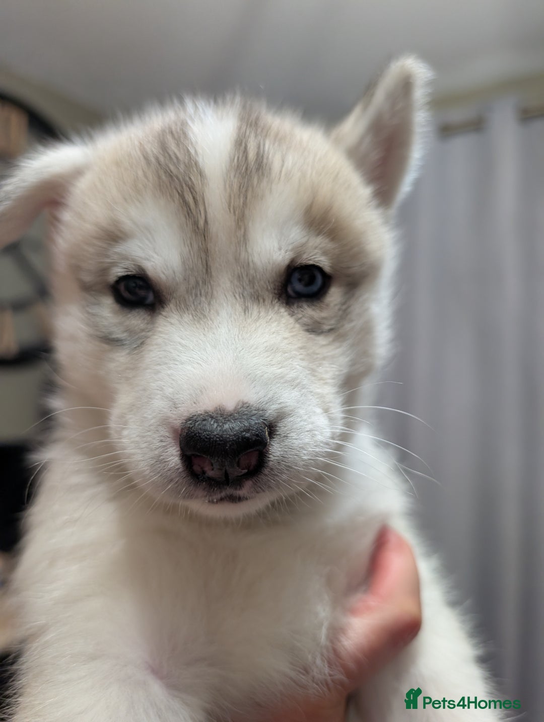 Siberian Husky dogs for sale: Stunning Siberian husky puppies - Image 16