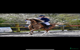 Welsh Section B horses for sale: 🎀Bunbury Zianna aka Annie 🎀 - Image 1