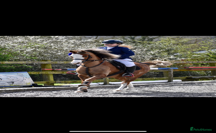 Welsh Section B horses - Advert 1
