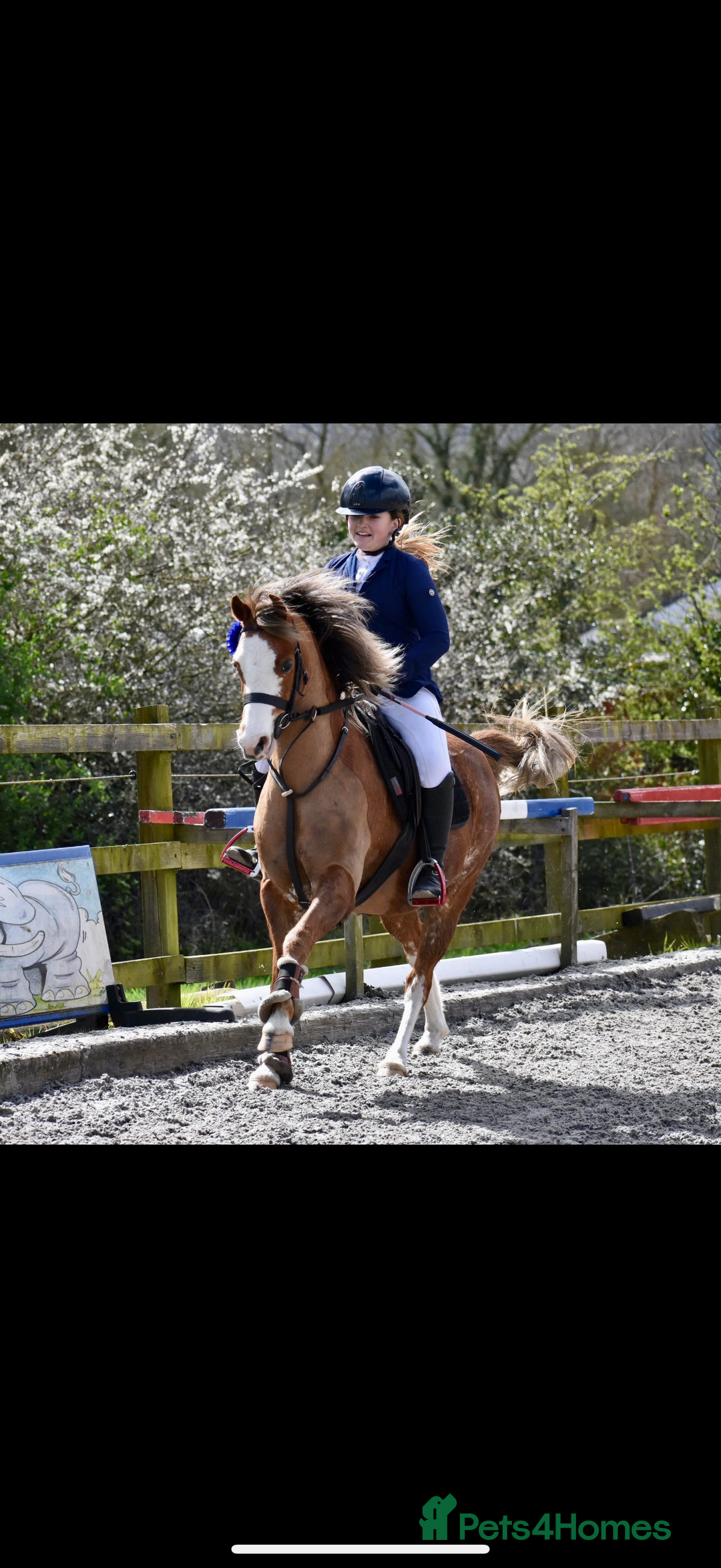 Welsh Section B horses for sale: 🎀Bunbury Zianna aka Annie 🎀 - Image 1