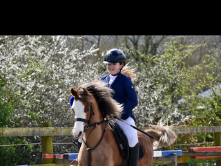 Welsh Section B horses - Advert 3