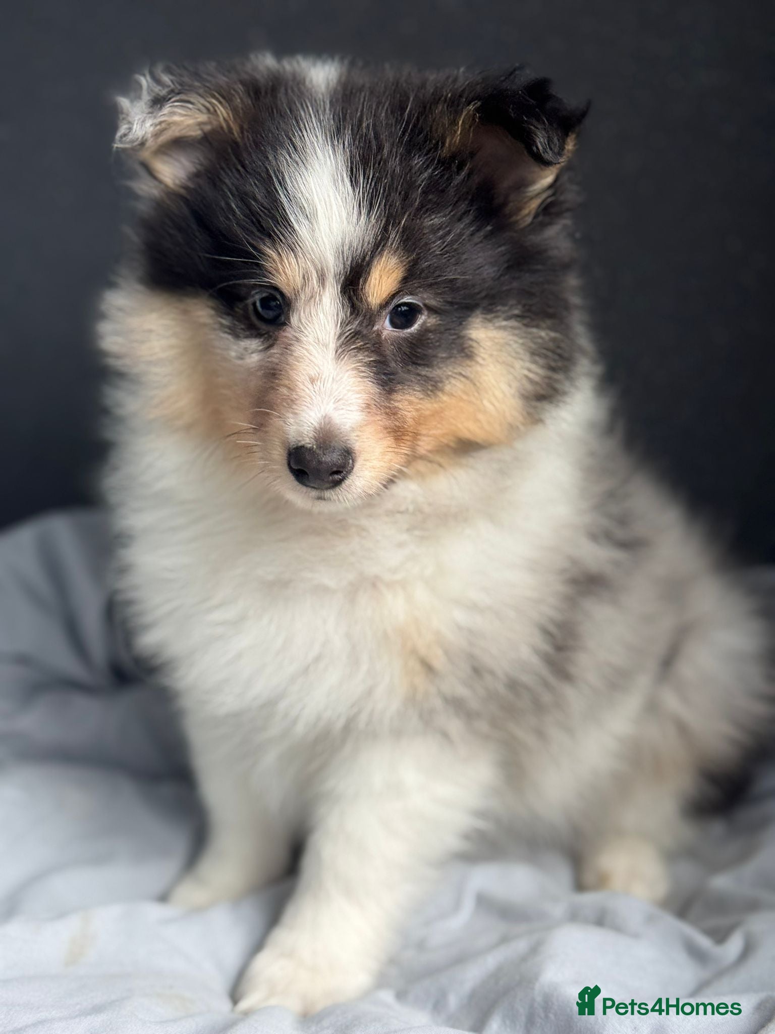 Shetland Sheepdog dogs Shetland sheepdog  in Dagenham - Advert 8