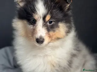 Shetland Sheepdog dogs Shetland sheepdog in Dagenham - Advert 4