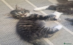 Mixed Breed cats for sale: Kittens - Image 1