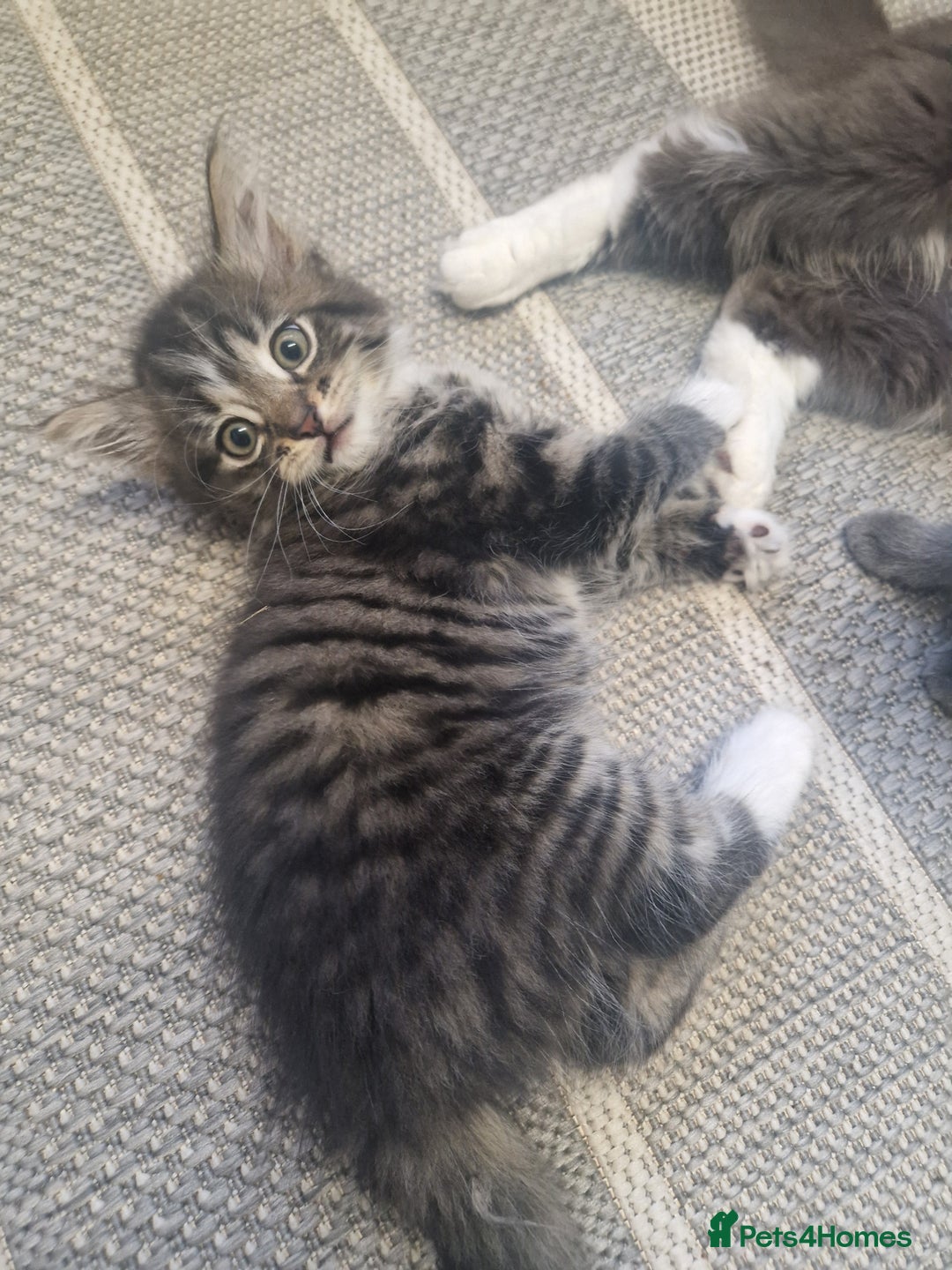 Mixed Breed cats for sale: Kittens - Image 1