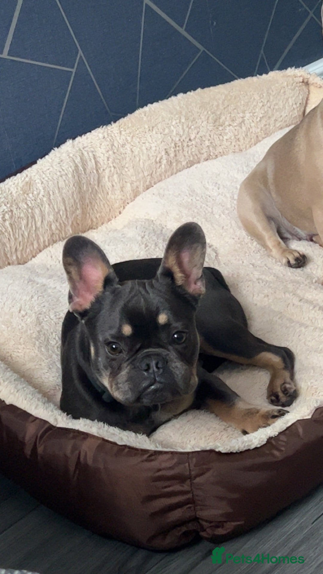 French Bulldog dogs for sale: 2 year old male, name is Blue - Image 10