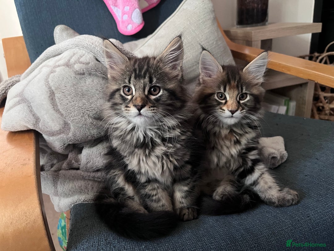 Maine Coon cats for sale: Maine coon x kittens for loving homes  in Canterbury - Image 6
