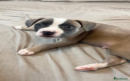 Mixed Breed dogs for sale: “FrenchieStaff” Puppy - Image 4
