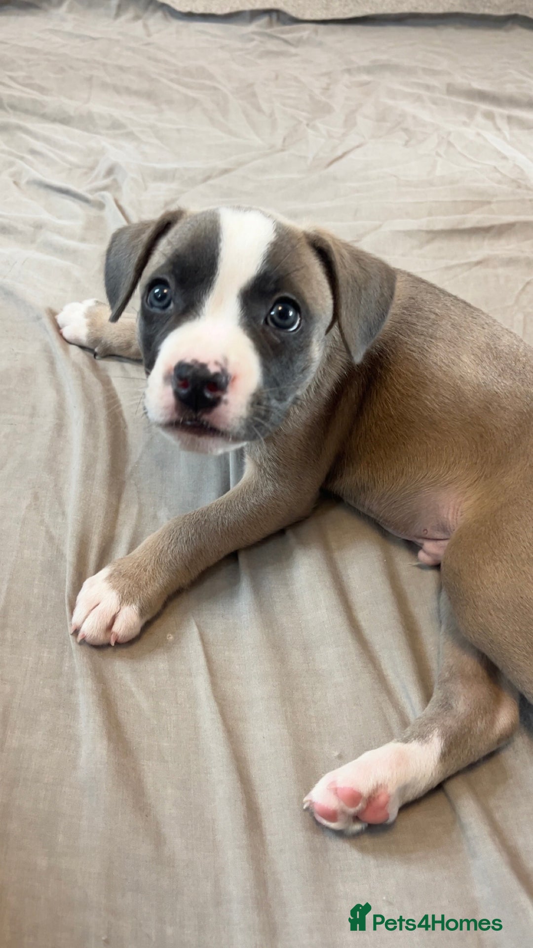 Mixed Breed dogs for sale: “FrenchieStaff” Puppy - Image 4