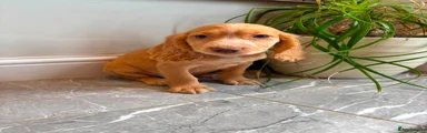 Cocker Spaniel 3
