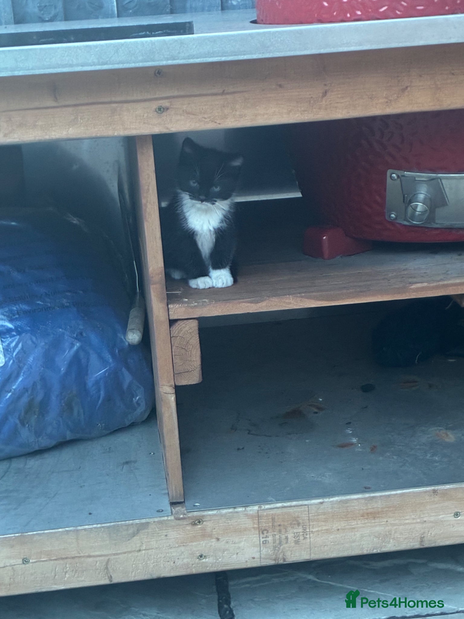 Mixed Breed cats 2 beautiful kittens for sale £150each  - Advert 1