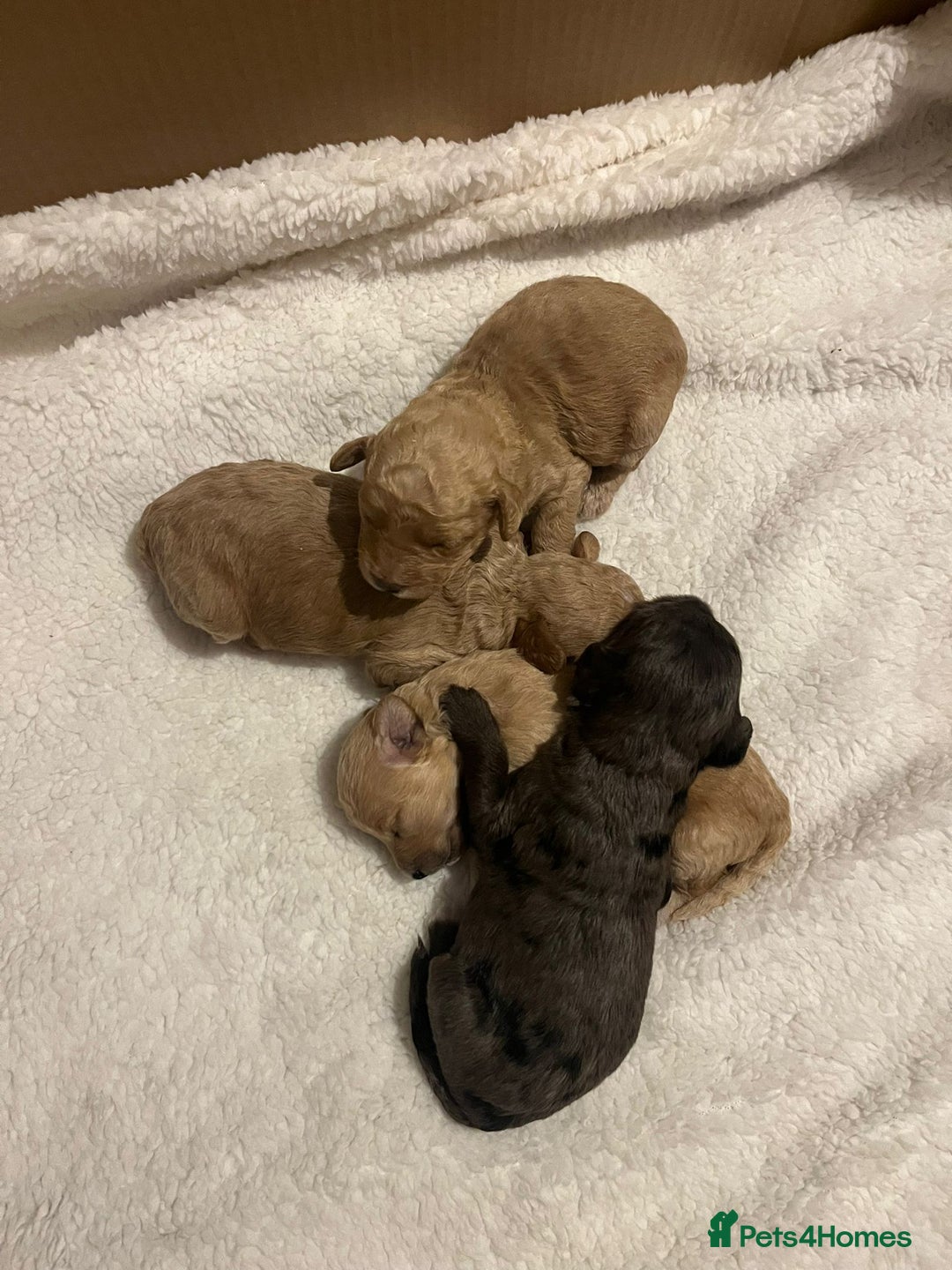 Cockapoo dogs for sale: F2 Cockapoos - Image 3