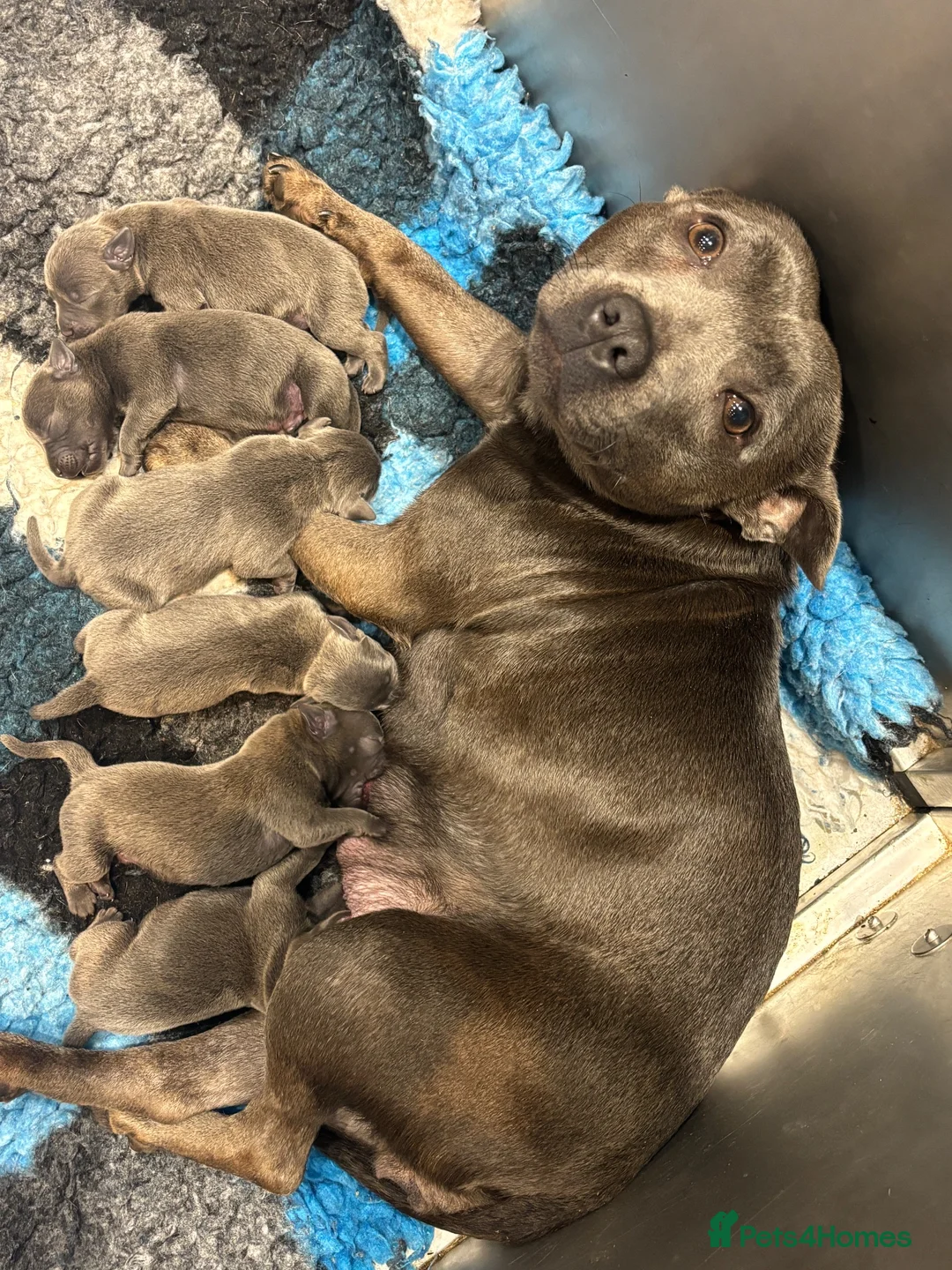 Staffordshire Bull Terrier dogs for sale: READY NOW! Chunky Staffordshire bull terrier pups - Advert 2
