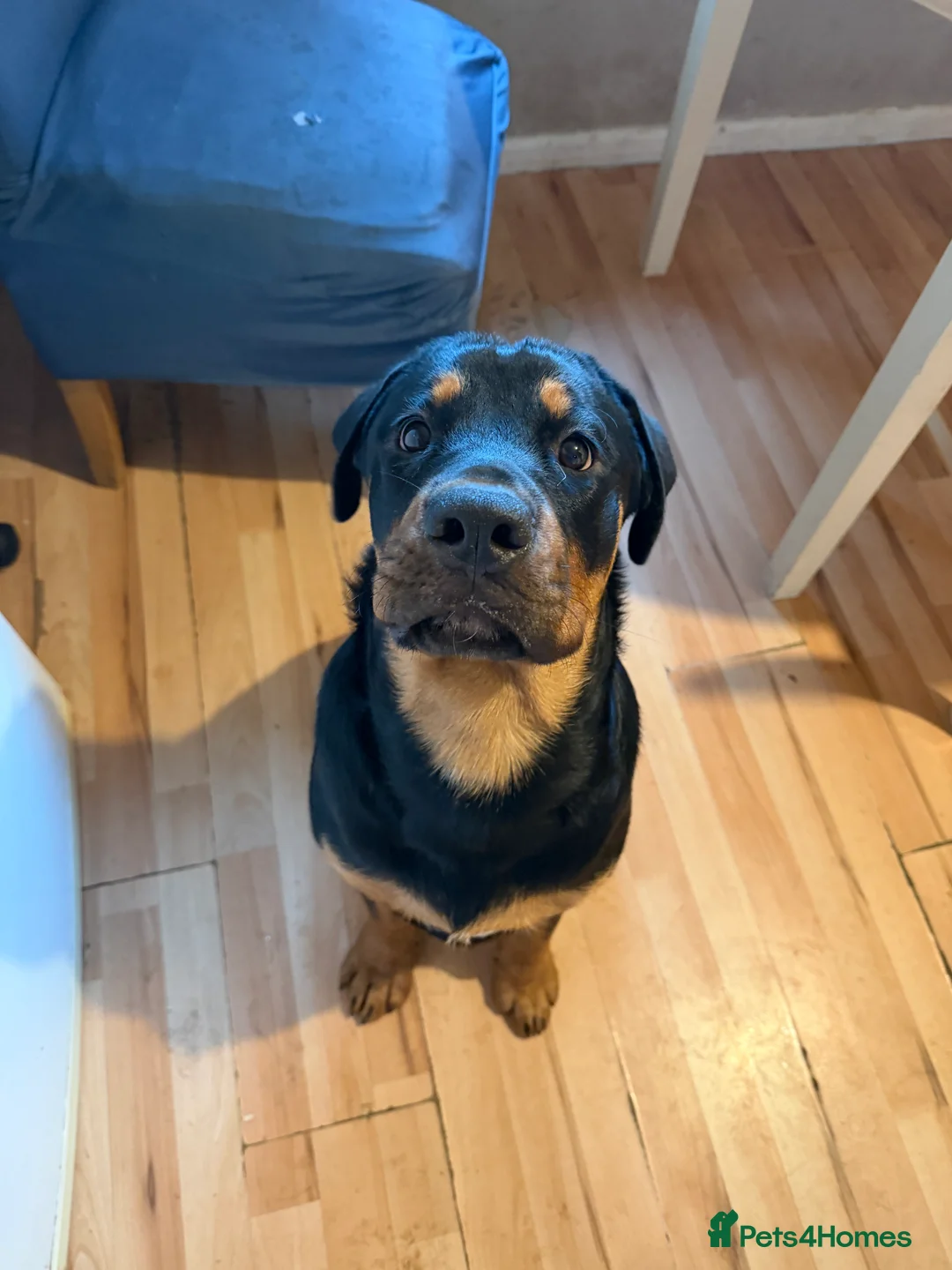 Rottweiler dogs for sale: Rottweiler  - Advert 3