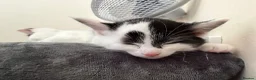 Mixed Breed cats for sale: 14 week only kitten looking for a loving home  in Dereham - Advert 4