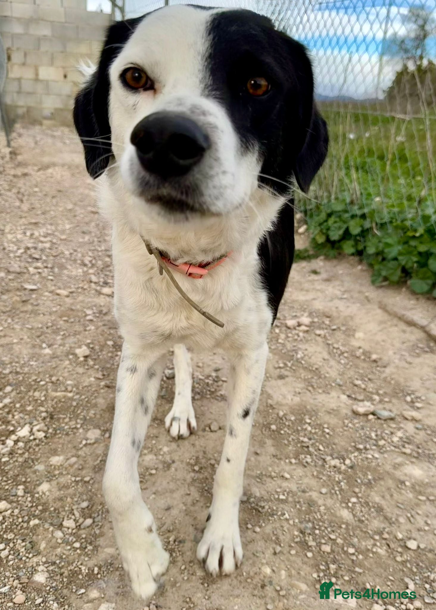 Mixed Breed dogs Shadow - medium mix  - Advert 1