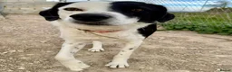Mixed Breed dogs for adoption: Shadow - medium mix  in Weymouth - Advert 1