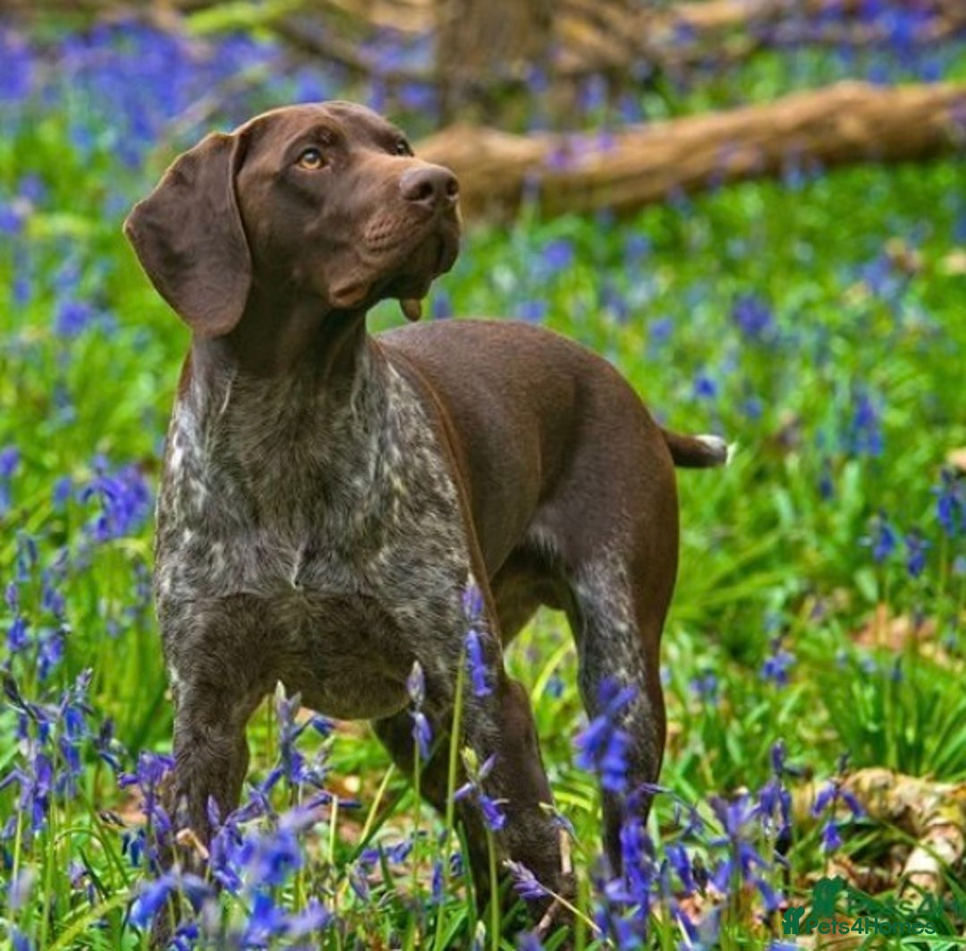 German Shorthaired Pointer dogs for sale: Litter due 21/08/2025 - Image 9