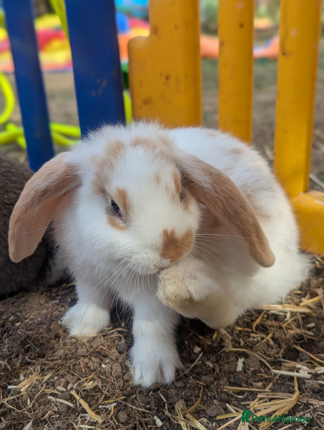 Mixed Breed rabbits for sale: 4 baby rabbits - Image 3
