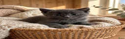 Mixed Breed cats for sale: 3 Beautiful Kittens Looking for Their Homes  - Advert 2