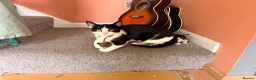 Mixed Breed cats for sale: Beautiful baby girls  in Swindon - Advert 10