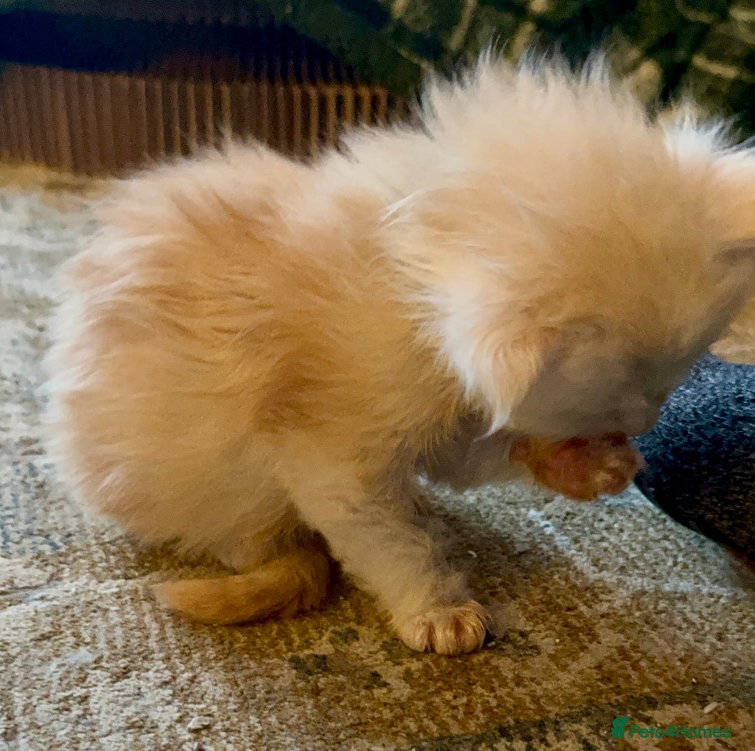 Maine Coon cats for sale: Beautiful rare colour pedigree Maine Coon kittens - Image 6
