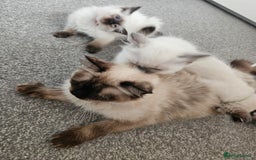 Ragdoll cats for sale: 5 Ragdoll Kittens 😻 READY NOW - Image 4