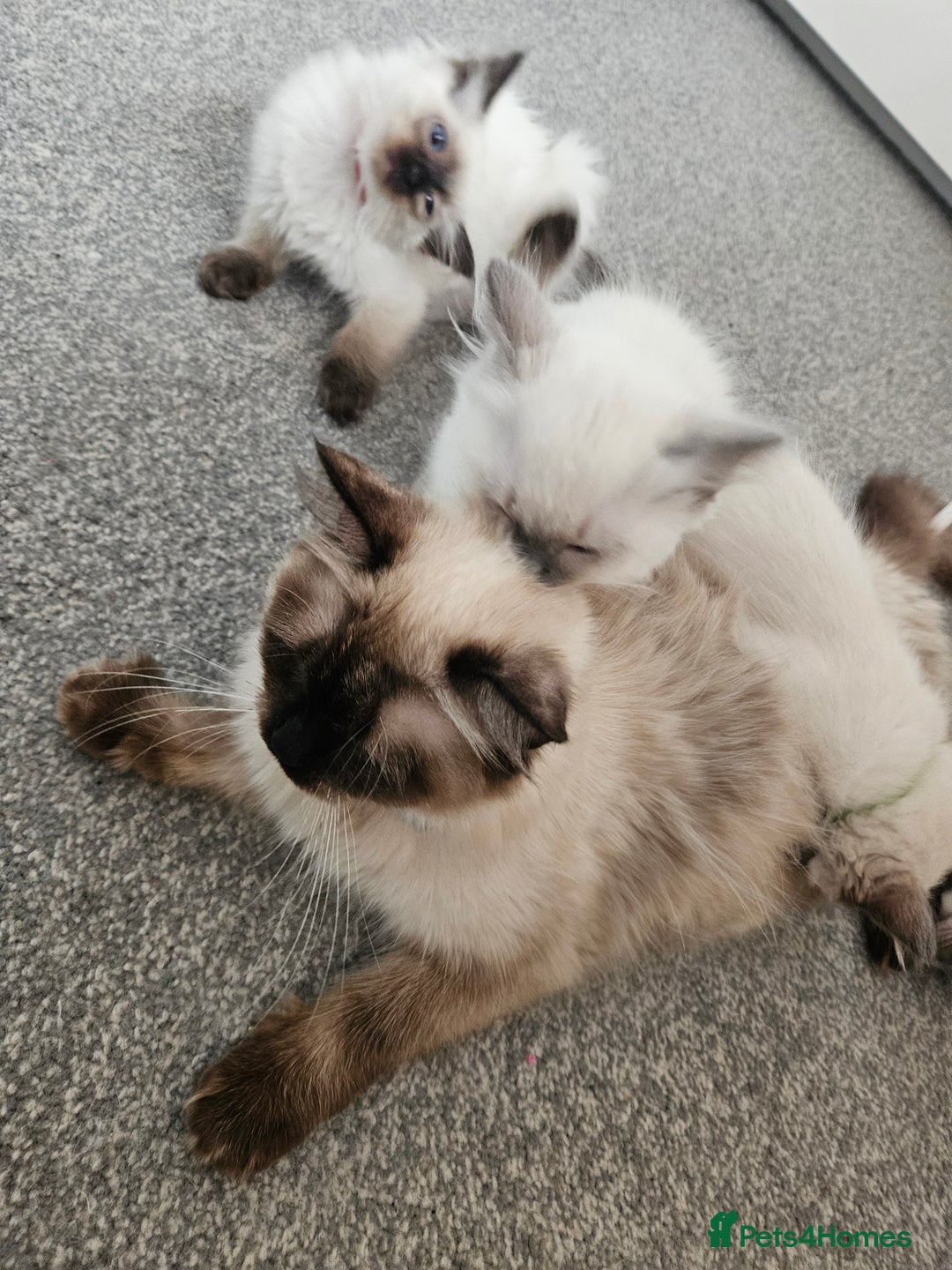 Ragdoll cats for sale: 5 Ragdoll Kittens 😻 READY NOW - Image 4