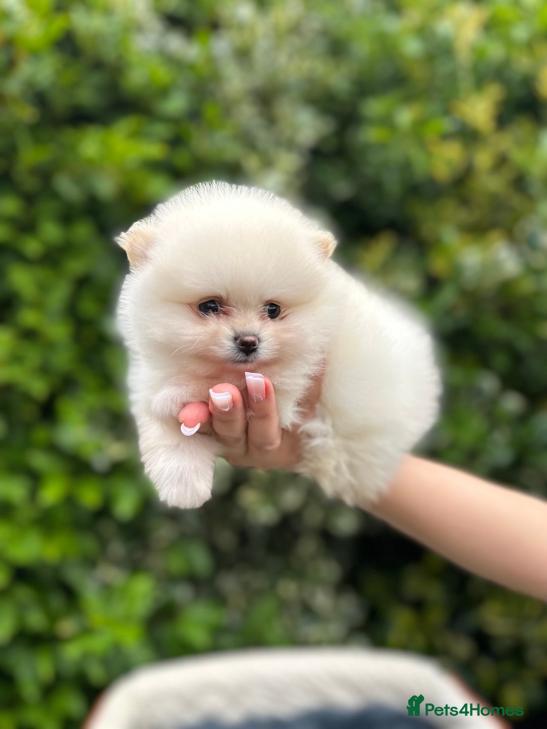Pomeranian dogs for sale: Tiny Pomeranian Girls – Champion Bloodlines - Image 8