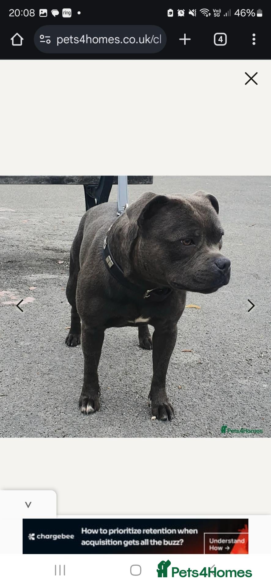 Staffordshire Bull Terrier dogs Stunning Blue Staffie Pups 🐾 - Advert 20