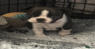 Boston Terrier dogs - Advert 7