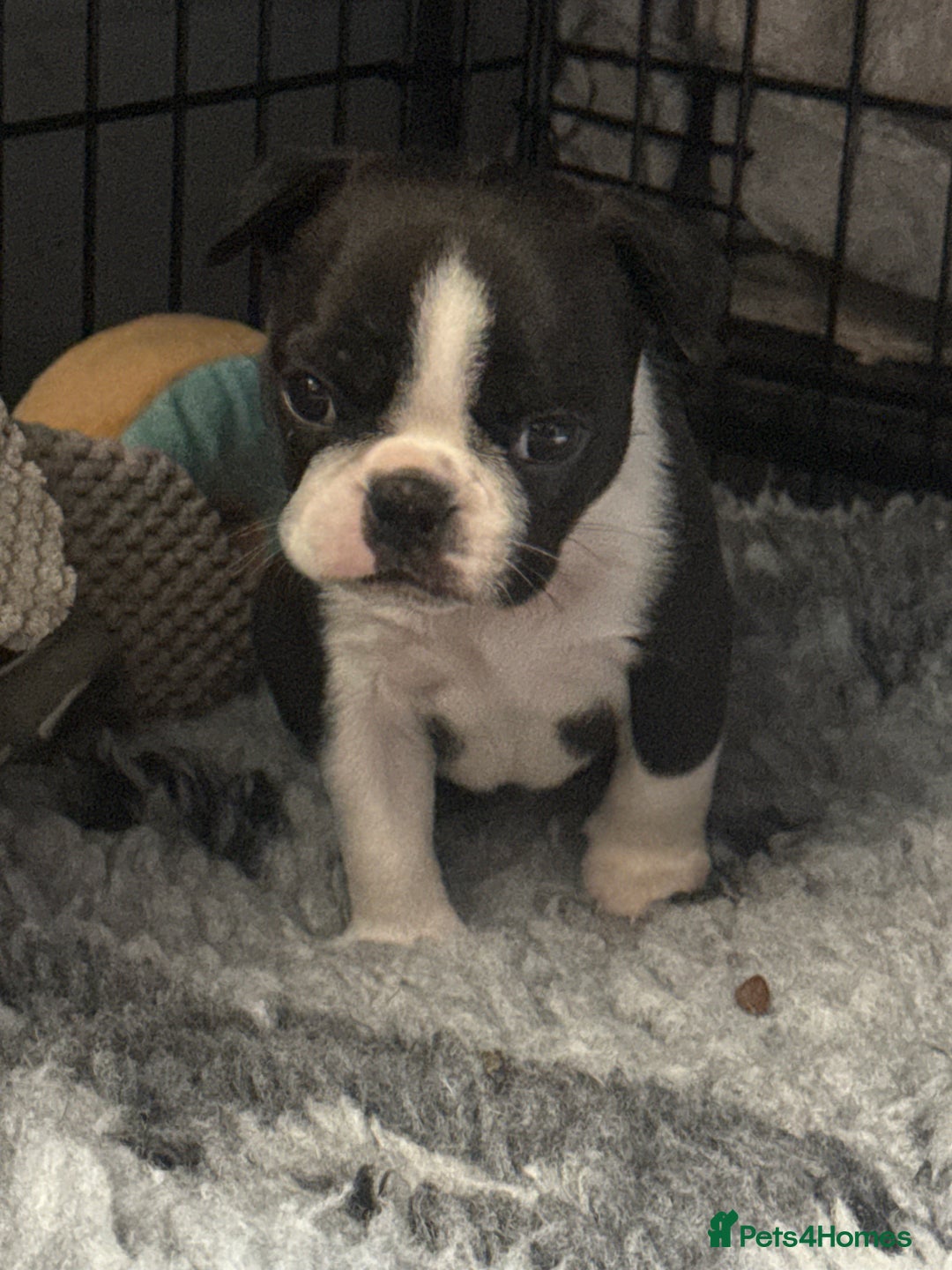 Boston Terrier dogs for sale: Kc Boston terrier  - Image 3
