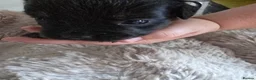 Mixed Breed dogs for sale: 5 beautiful French bull weiner puppies for sale - Advert 15