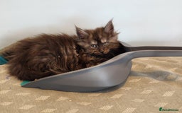 Maine Coon cats for sale: Stunning maine coon kittens - Image 9