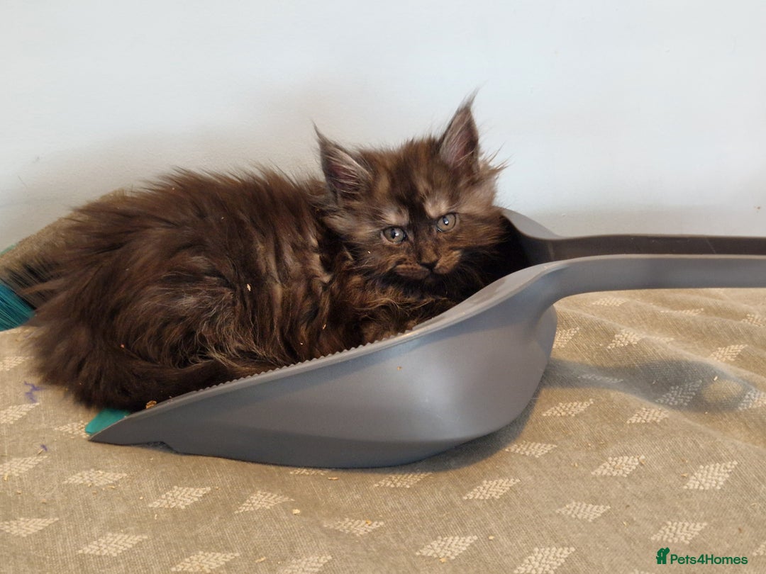 Maine Coon cats for sale: Stunning maine coon kittens - Image 9