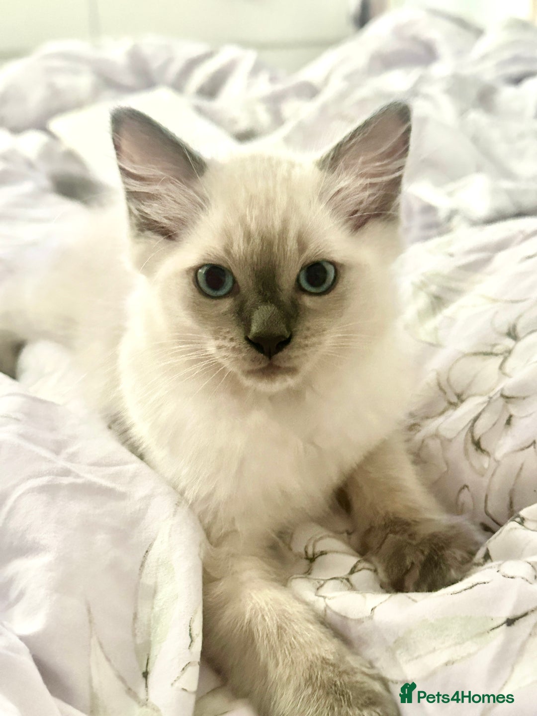 Ragdoll cats for sale: Adorable pure breed Ragdoll kitten  - Image 5