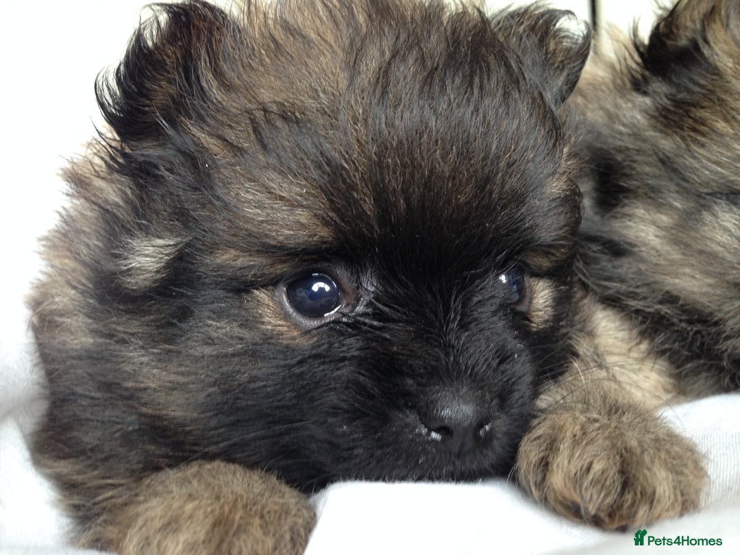 Pomeranian dogs for sale: XS Kc reg quality Pomeranian puppies  - Image 11