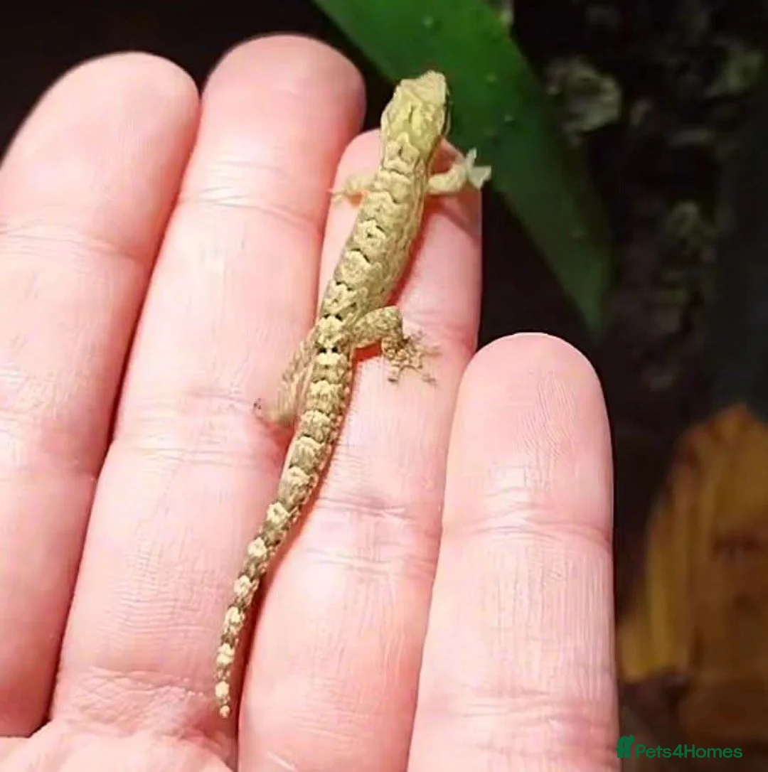 Gecko reptiles for sale: Mourning geckos. - Advert 14
