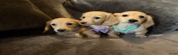 Miniature Dachshund dogs for sale: READY! 2 boys left! 💙 Cream Long Haired Pups KC - Advert 14