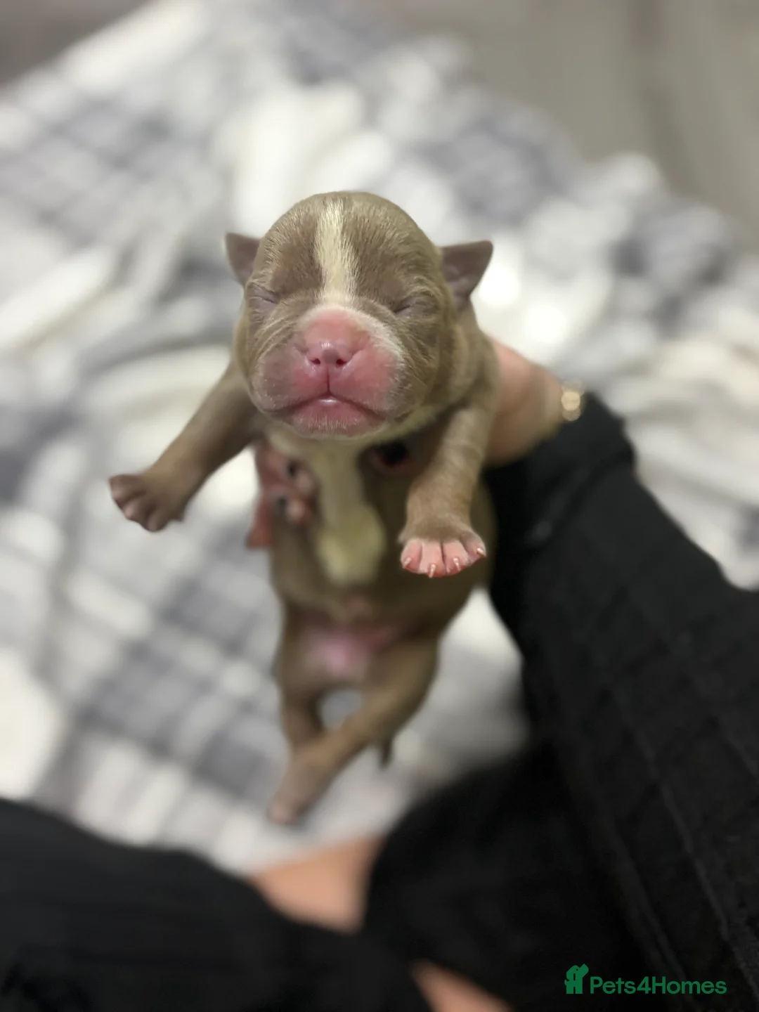 American Bully dogs for sale: Pocket bully’s  in Cradley Heath - Advert 10
