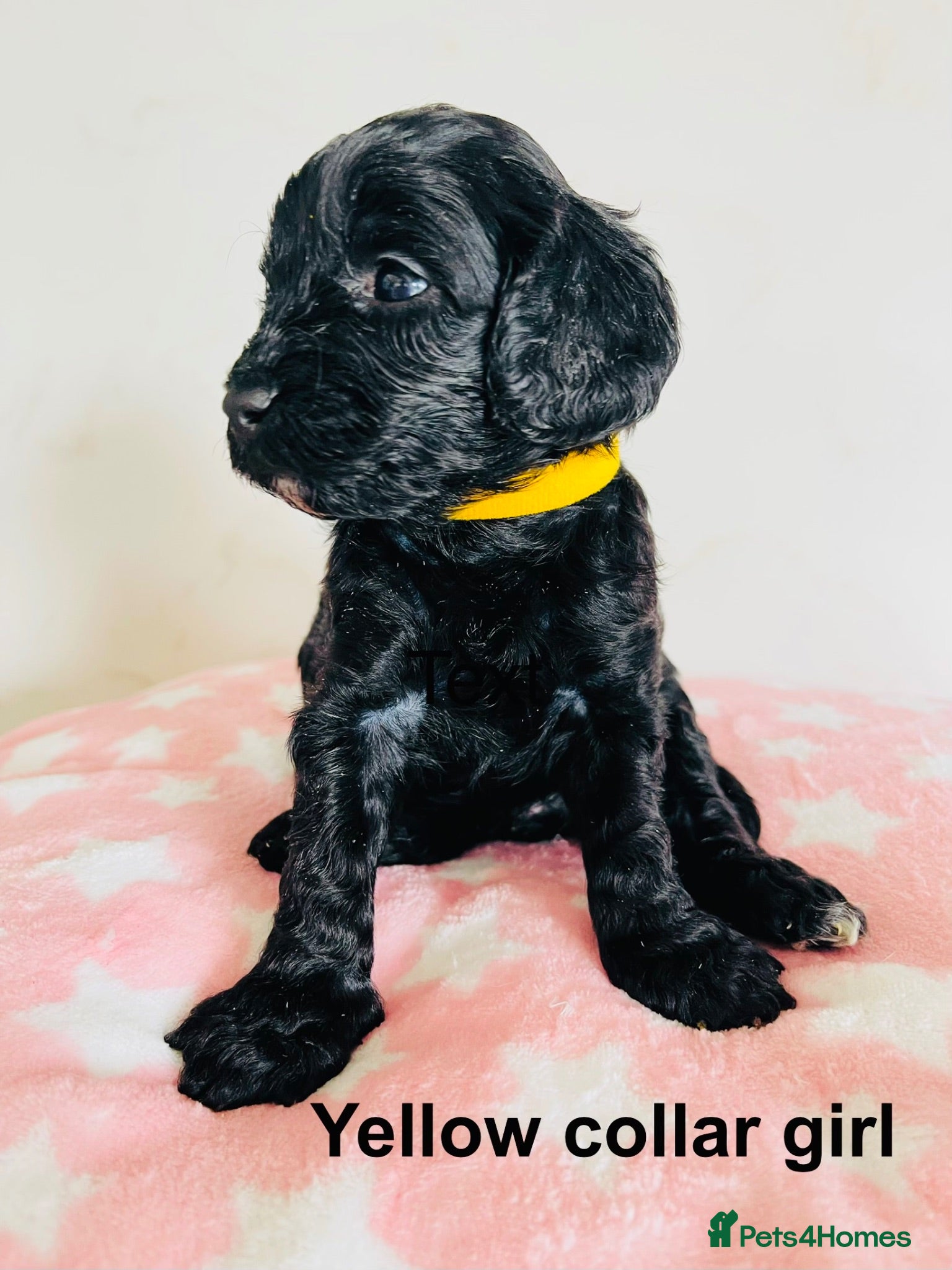 Cockapoo dogs Stunning DNA/Health tested tri colour Cockapoo - Advert 1