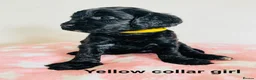 Cockapoo dogs for sale: Stunningly unique health/DNA tested Cockapoos  - Advert 3