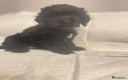 Cockapoo dogs for sale: Cockapoo F2 beautiful puppies ready to go  - Image 10