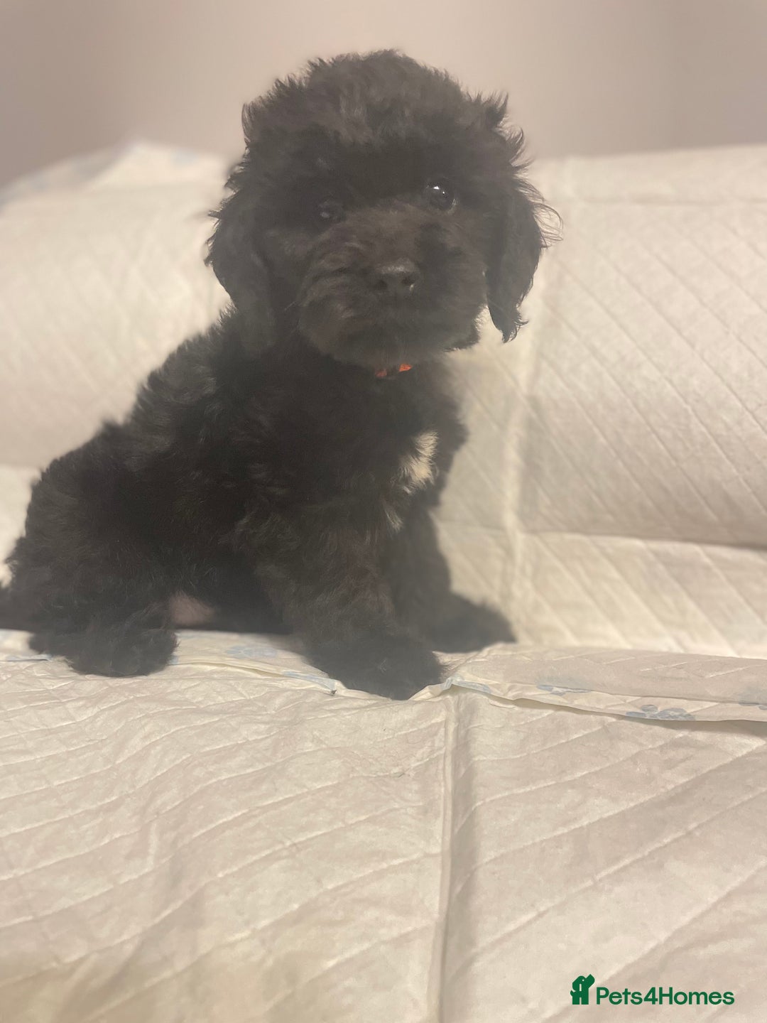 Cockapoo dogs for sale: Cockapoo F2 beautiful puppies ready to go  - Image 10