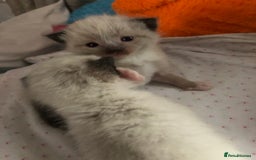 Ragdoll cats for sale: Ragdoll kittens  - Advert 9