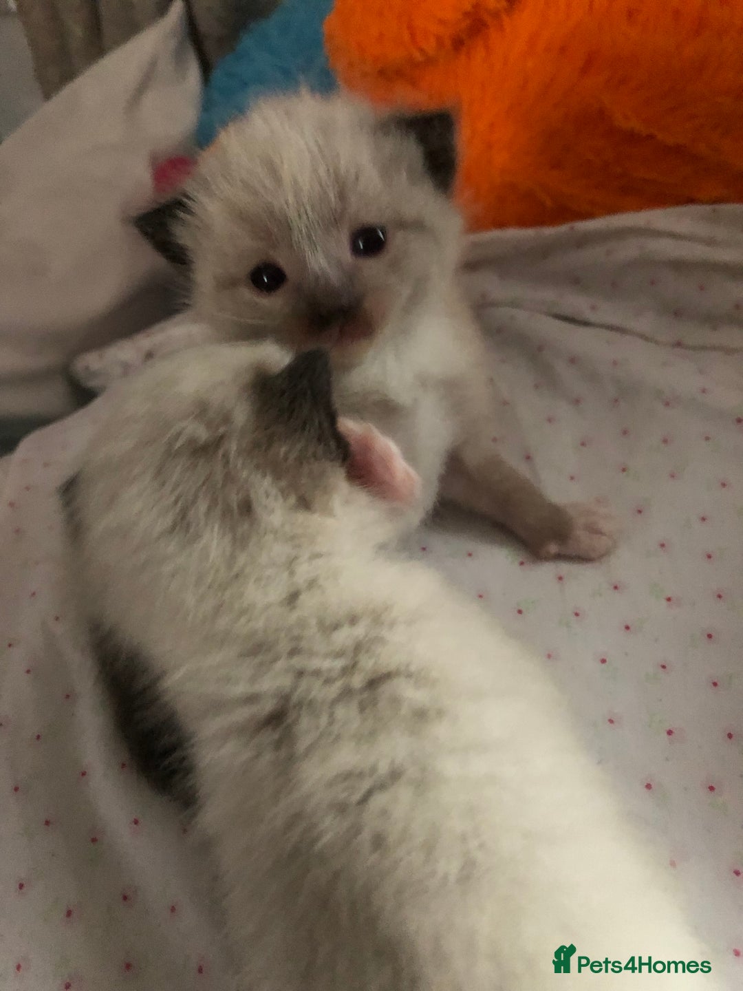 Ragdoll cats for sale: Ragdoll kittens  - Advert 9