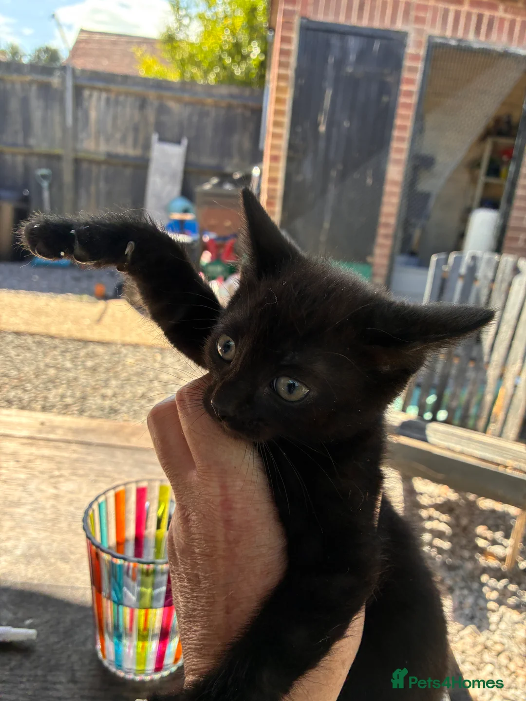 Domestic Shorthair cats for sale: Domestic short hair kittens - Advert 2