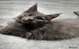 Maine Coon cats for sale: Maine Coon kitten TICA registered  - Image 8