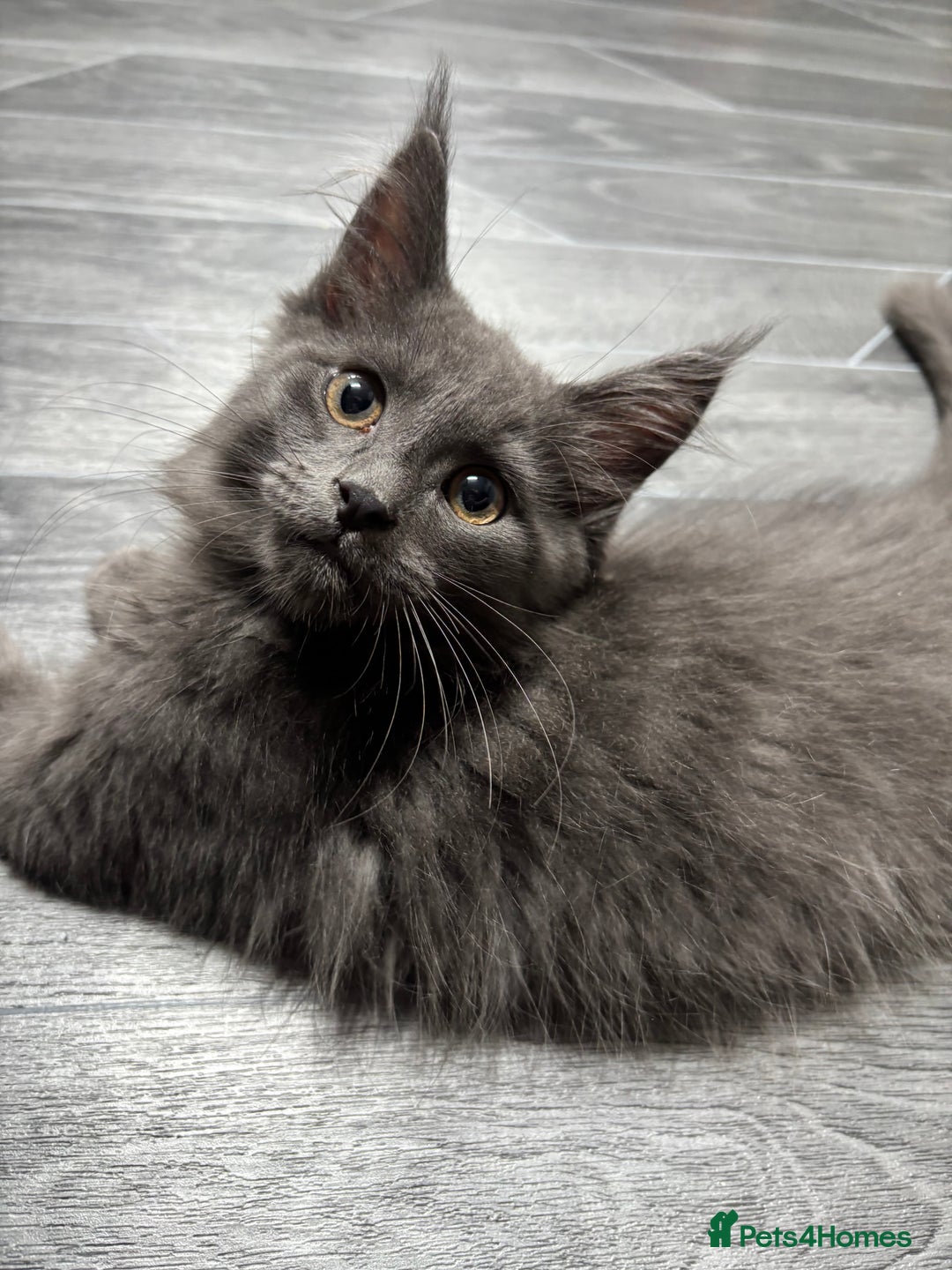 Maine Coon cats for sale: Maine Coon kitten TICA registered  - Image 8