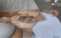 French Bulldog dogs for sale: French bulldog fluffy - Image 1